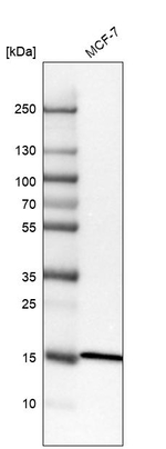RPL35 Antibody in Western Blot (WB)