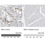 BBX Antibody