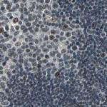 ELF2 Antibody in Immunohistochemistry (IHC)
