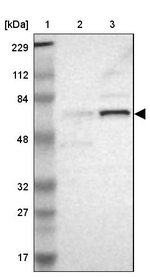 ELF2 Antibody in Western Blot (WB)