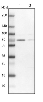 ELF2 Antibody in Western Blot (WB)