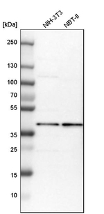 MRPS22 Antibody in Western Blot (WB)
