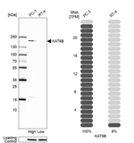 MORF Antibody in Western Blot (WB)