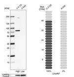 CXorf67 Antibody in Western Blot (WB)
