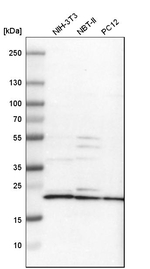 MRPL40 Antibody in Western Blot (WB)