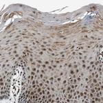 TAF5 Antibody in Immunohistochemistry (Paraffin) (IHC (P))