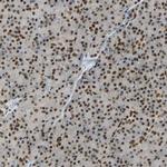 TAF5 Antibody in Immunohistochemistry (Paraffin) (IHC (P))