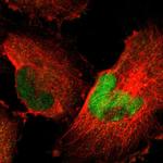 HCFC2 Polyclonal Antibody