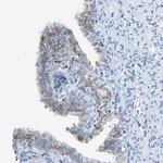 HCFC2 Antibody in Immunohistochemistry (Paraffin) (IHC (P))