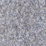 HCFC2 Antibody in Immunohistochemistry (Paraffin) (IHC (P))