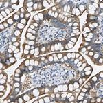HCFC2 Antibody in Immunohistochemistry (Paraffin) (IHC (P))