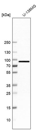 HCFC2 Antibody in Western Blot (WB)