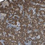 GPANK1 Antibody in Immunohistochemistry (Paraffin) (IHC (P))