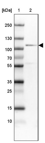 Cdc5L Antibody in Western Blot (WB)
