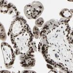 ISY1 Antibody in Immunohistochemistry (IHC)