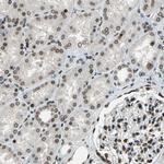ISY1 Antibody in Immunohistochemistry (IHC)