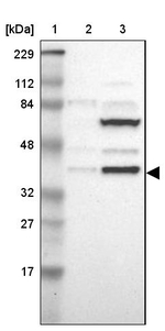 ISY1 Antibody in Western Blot (WB)