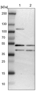 ISY1 Antibody in Western Blot (WB)