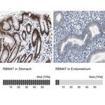 RBM47 Antibody