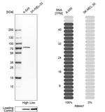 RBM47 Antibody in Western Blot (WB)