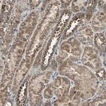 POLRMT Antibody in Immunohistochemistry (Paraffin) (IHC (P))