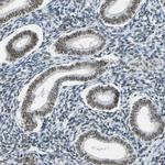 ADNP Antibody in Immunohistochemistry (Paraffin) (IHC (P))