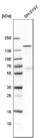 ADNP Antibody in Western Blot (WB)