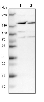 PPP1R13B Antibody in Western Blot (WB)