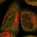 FAM213B Polyclonal Antibody