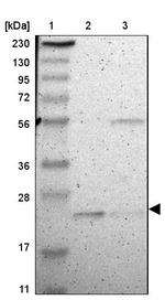 FAM213B Antibody in Western Blot (WB)
