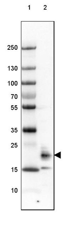 FAM213B Antibody in Western Blot (WB)