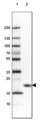 FAM213B Antibody in Western Blot (WB)