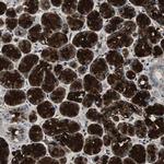 MUC7 Polyclonal Antibody