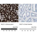 MUC7 Antibody in Immunohistochemistry (IHC)