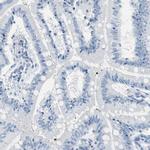 MUC7 Antibody in Immunohistochemistry (IHC)