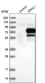 GRHL1 Antibody in Western Blot (WB)