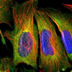 ZNF50 Polyclonal Antibody