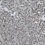 TAF5 Antibody in Immunohistochemistry (Paraffin) (IHC (P))