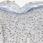 TAF5 Antibody in Immunohistochemistry (Paraffin) (IHC (P))