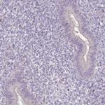 ACTRT2 Antibody in Immunohistochemistry (IHC)