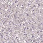 ACTRT2 Antibody in Immunohistochemistry (IHC)