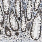 MIS18BP1 Antibody in Immunohistochemistry (Paraffin) (IHC (P))