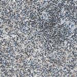 MIS18BP1 Antibody in Immunohistochemistry (IHC)