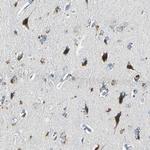 SLC2A13 Antibody in Immunohistochemistry (Paraffin) (IHC (P))