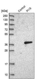 PI15 Antibody in Western Blot (WB)
