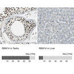 RBM14 Antibody in Immunohistochemistry (Paraffin) (IHC (P))