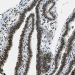RBM14 Antibody in Immunohistochemistry (Paraffin) (IHC (P))