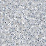 RBM14 Antibody in Immunohistochemistry (Paraffin) (IHC (P))