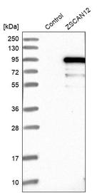 ZNF96 Antibody in Western Blot (WB)