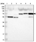 FAM189B Antibody in Western Blot (WB)